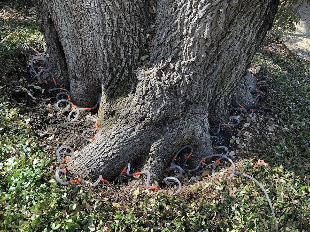 Detailed Tree Cabling and Bracing job site in Tivoli