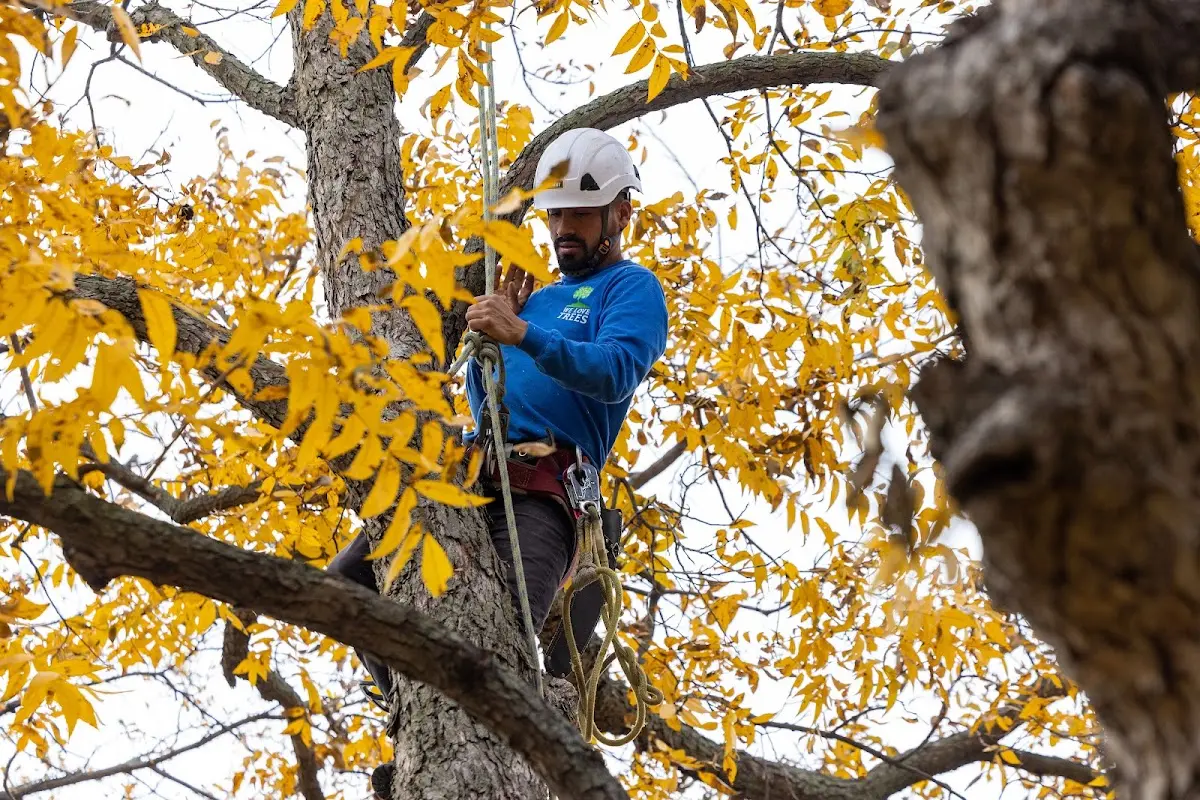 Skilled Tree Planing crew working in Tivoli